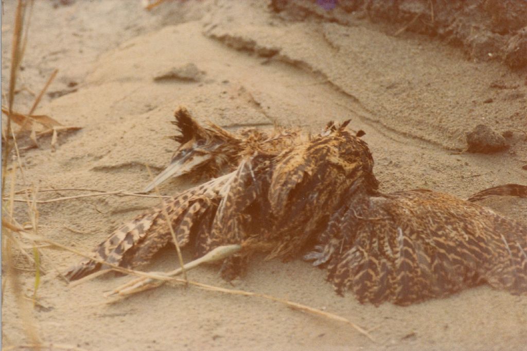 Tarabuso-morto (84)